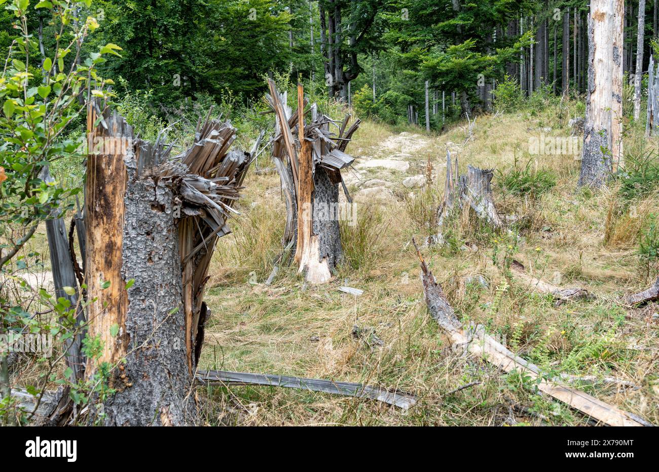 Baumstämme sind durch die Windstürme im Bergwald zerrissen oder gebrochen. Stockfoto