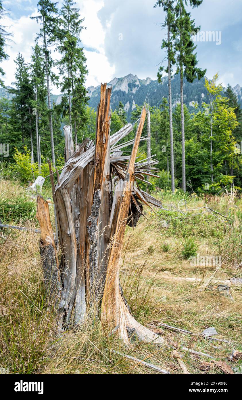 Baumstämme sind durch die Windstürme im Bergwald zerrissen oder gebrochen. Stockfoto