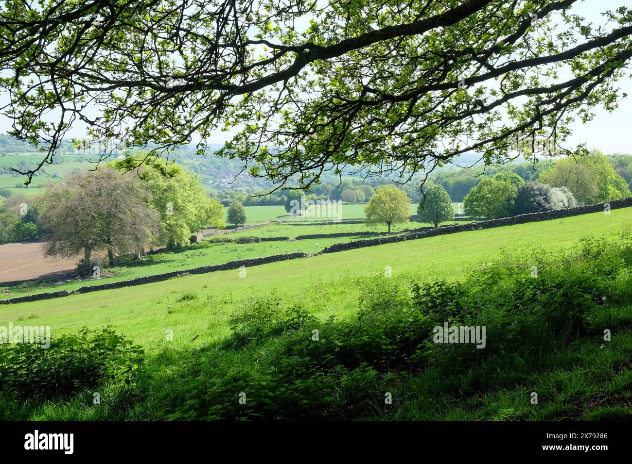 Felder, Trockenmauern, Bäume und Schafe im ländlichen Derbyshire an einem sonnigen Frühlingstag, Belper, Derbyshire, England, GB Stockfoto
