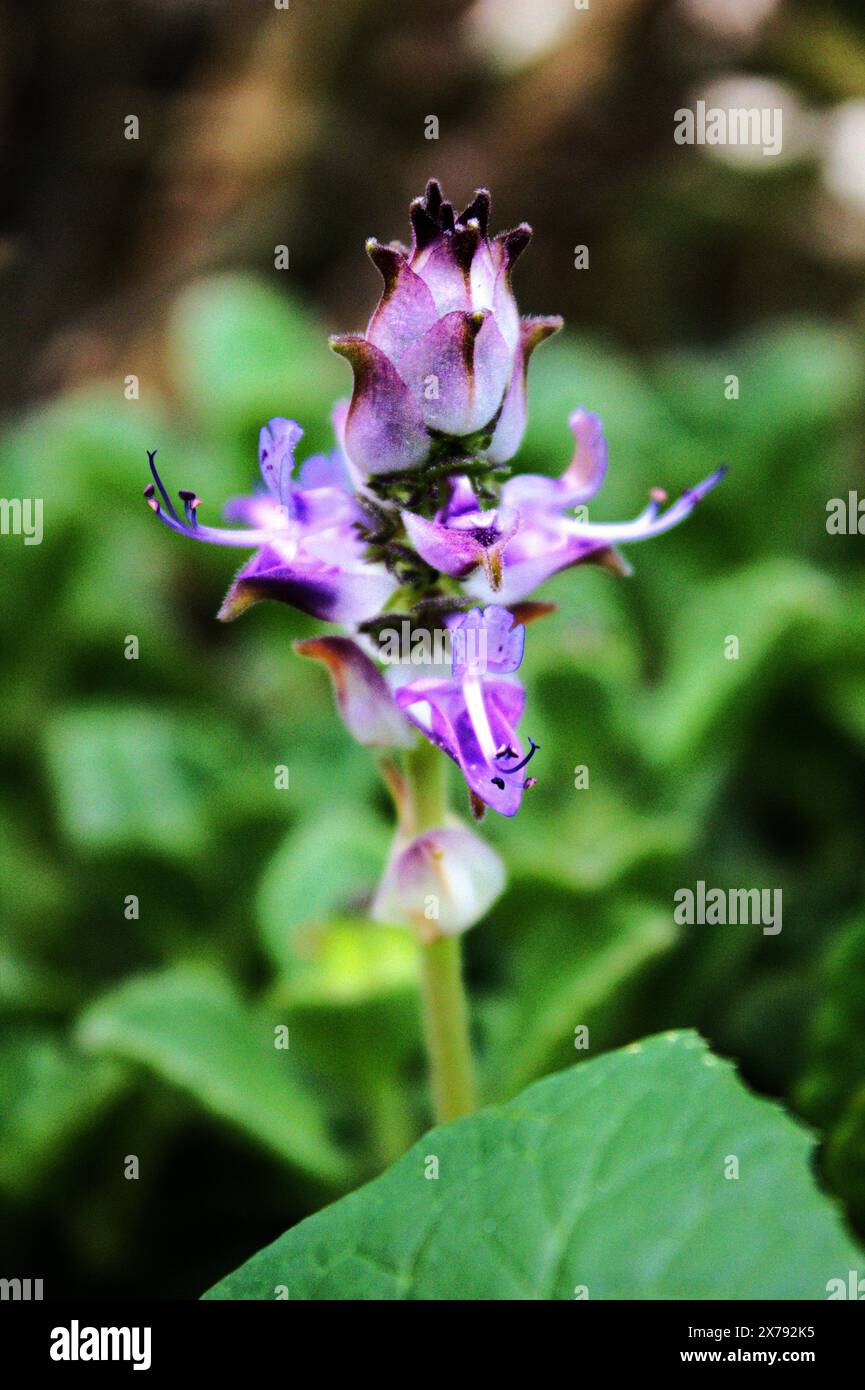 plectranthus (Coleus caninus), Familie der Lamiaceae. Die Blätter und Blüten sind beim Anfassen klebrig und riechen ähnlich wie Eukalyptus. Stockfoto