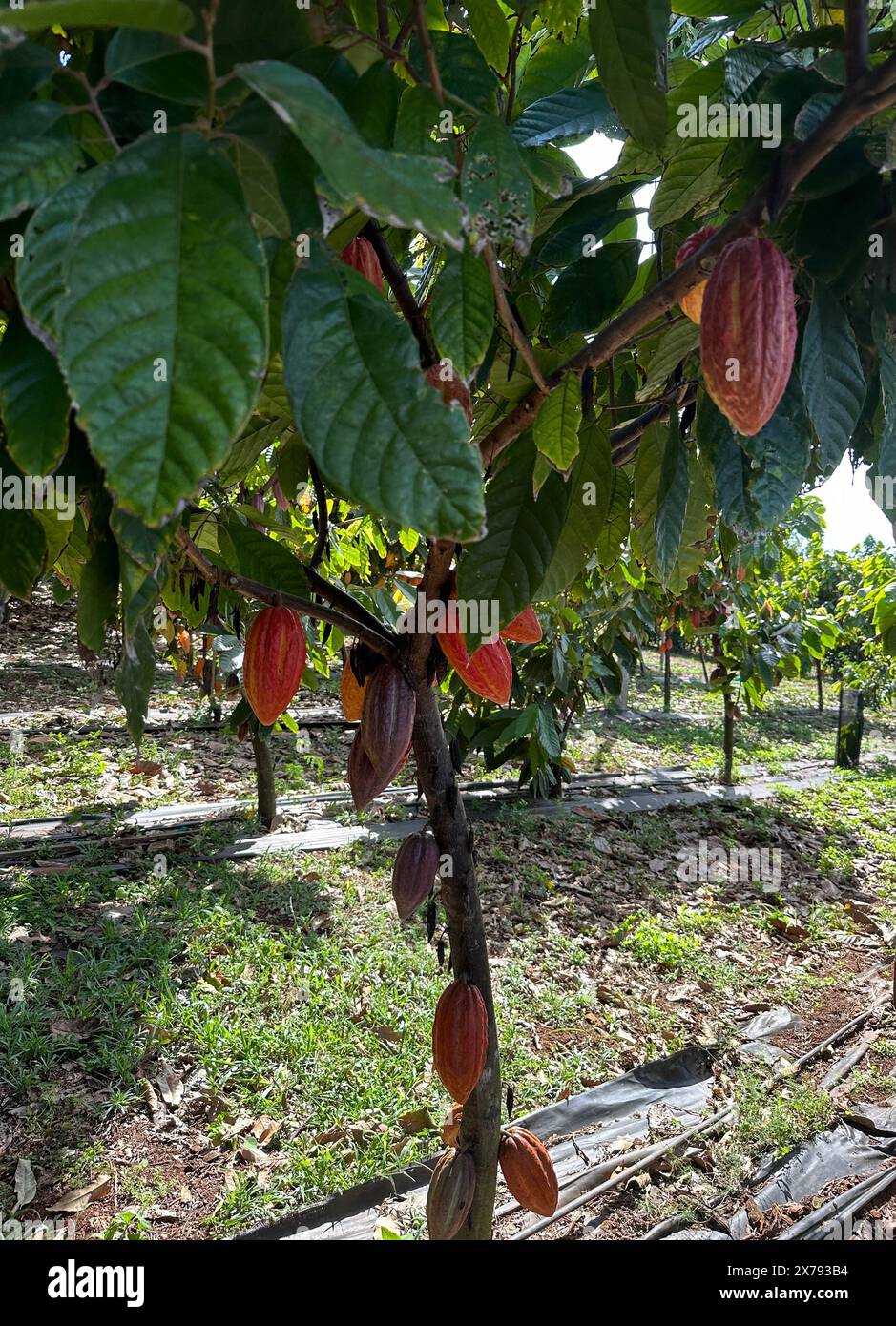 Kakaobäume auf der Farm auf der Insel Oahu Stockfoto