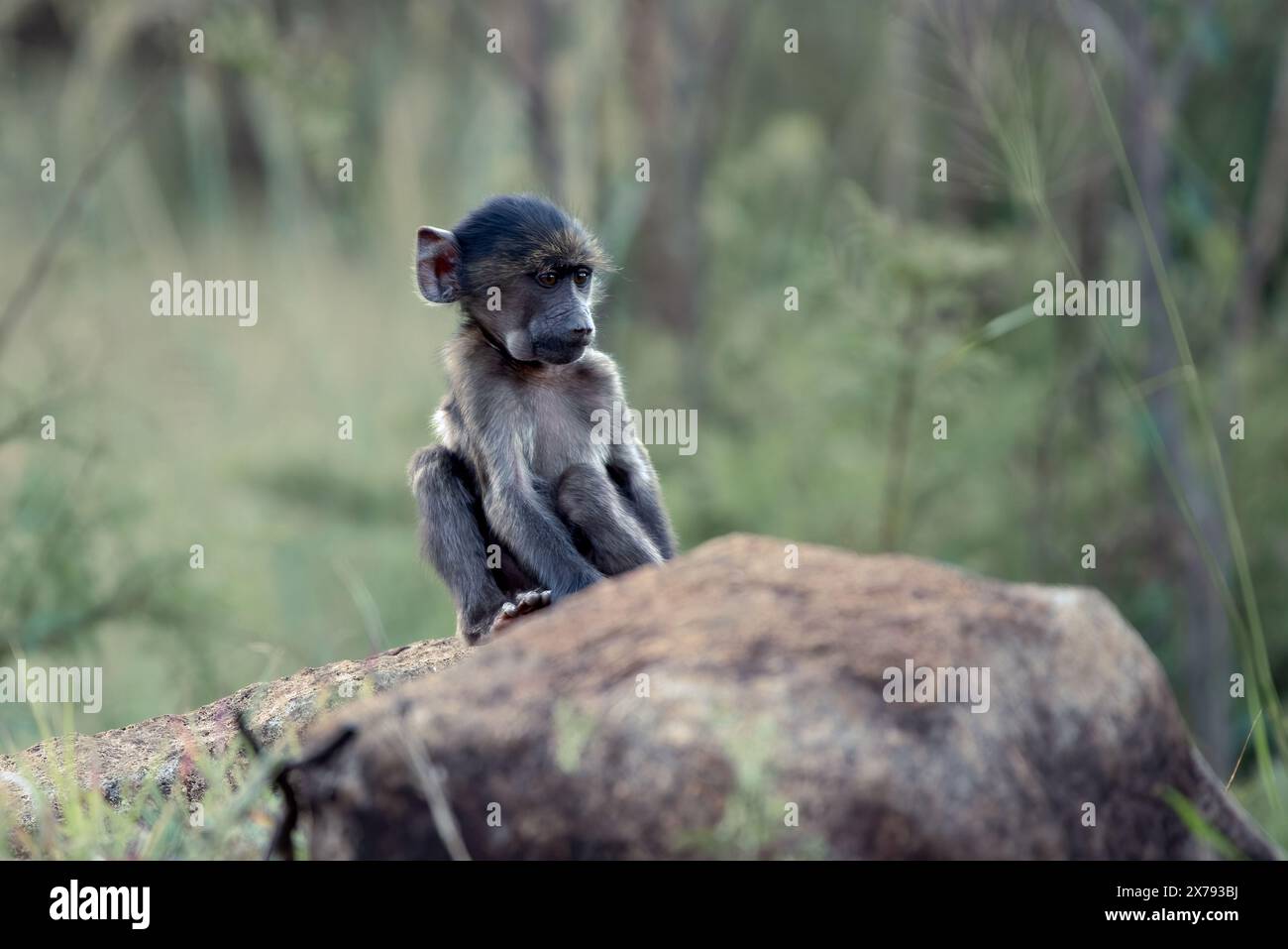 Ein Baby-Chacma-Pavian, Papio ursinus, spielt auf einem Felsen im Pilanesberg-Nationalpark, Südafrika Stockfoto
