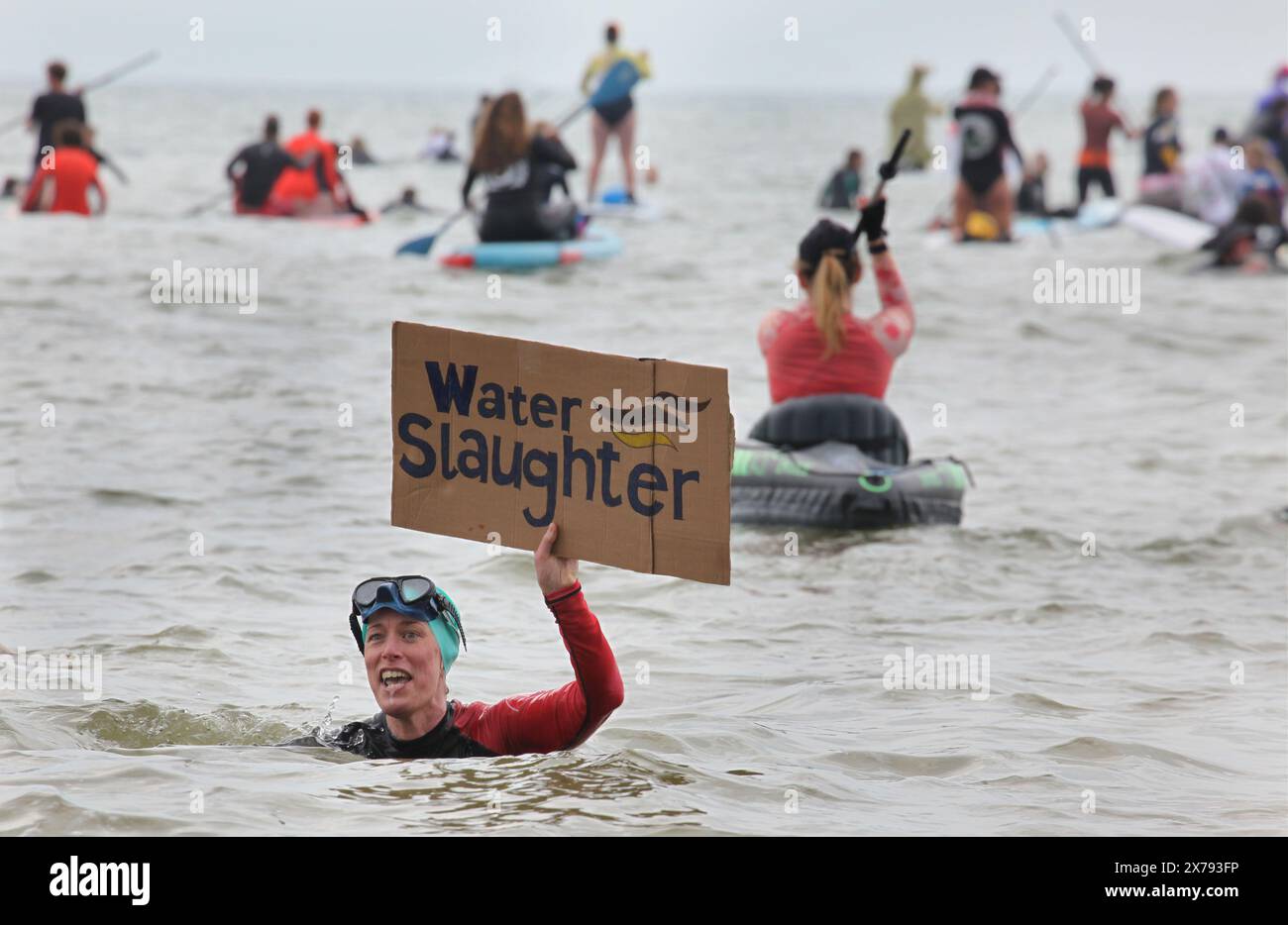 Brighton, England, Großbritannien. Mai 2024. Ein Demonstrant mit einem Schild mit der Aufschrift "˜Water Slaughter" schwimmt während der Proteste in der Nähe des West Pier im Meer. Surfers Against Sewage (SAS) und ihre Unterstützer gingen ins Meer, um die Menge an Abwasser hervorzuheben, die in Sussex's Wasserstraßen gepumpt wurde. Viele von denen, die in schicken Kleidern zum Thema Abwasser aufs Meer gingen, sagten, sie seien beim Schwimmen bereits krank geworden. SAS ist eine Wohltätigkeitsorganisation für Meeresschutz, die mit Gemeinden zum Schutz der Ozeane, Strände und Meereslebewesen zusammenarbeitet. (Kreditbild: © Martin Pope/ZUMA Press Wire) NUR REDAKTIONELLE VERWENDUNG! Nicht für kommerzielle Zwecke Stockfoto