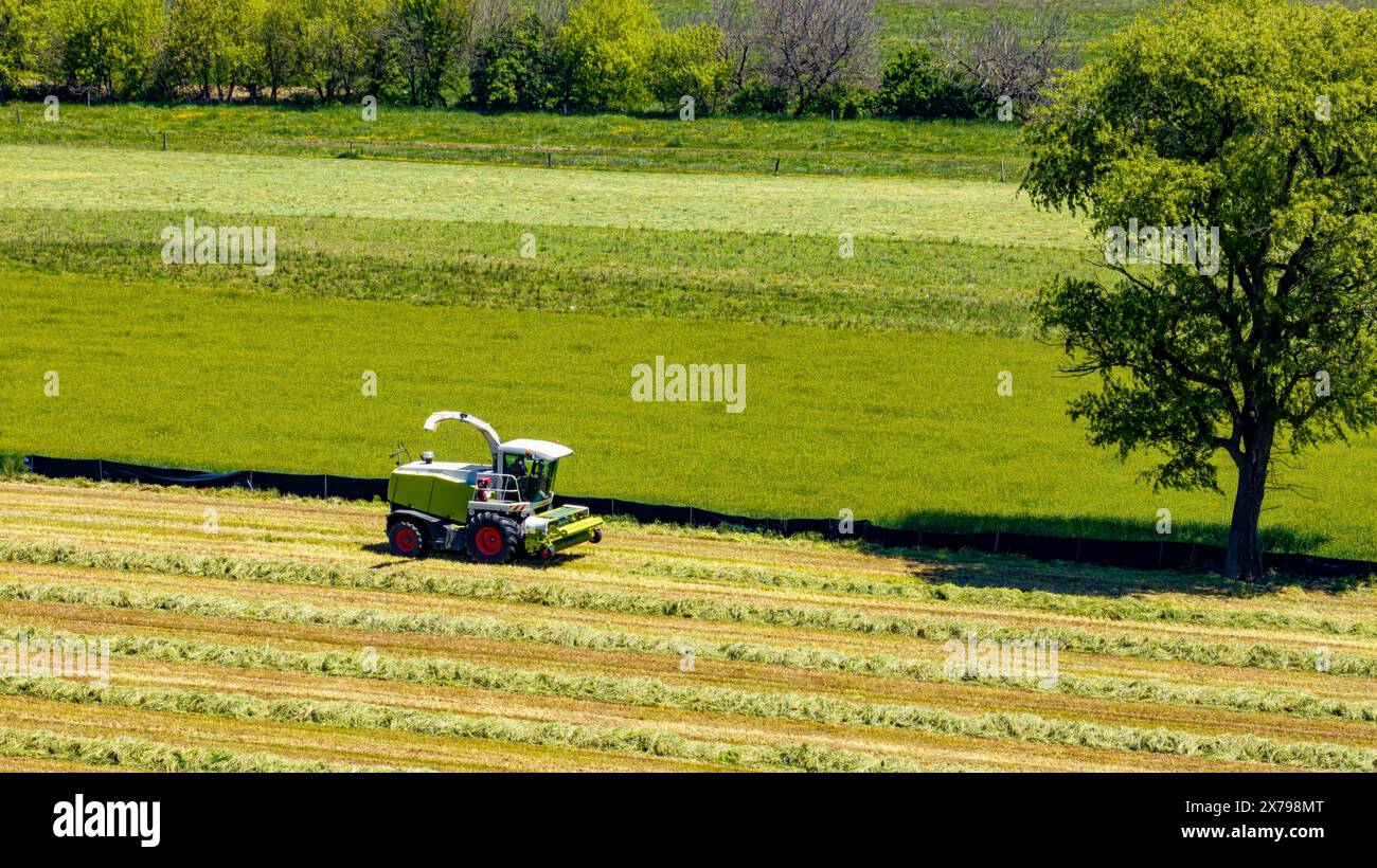 Ein beeindruckendes Luftbild, das einen landwirtschaftlichen Erntemaschinen zeigt, der aktiv auf den üppigen grünen Feldern arbeitet und frisch geschnittene Reihen mit leuchtenden stehenden Pflanzen unter klarem Himmel kontrastiert. Stockfoto