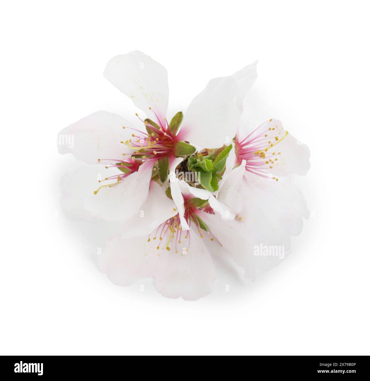 Schöne Frühlingsbaumblüten isoliert auf weiß Stockfoto