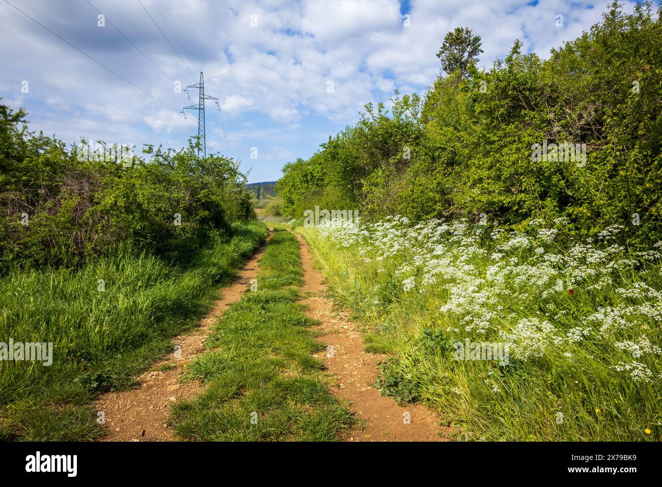 Ein Feldweg in der Toskana, Italien auf der berühmten Via Francesca Pilgerroute zwischen Canterbury in England und Rom an einem sonnigen Tag. Stockfoto