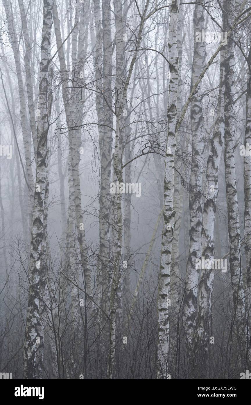 Flaumbirken (Betula pubescens) im Winter im Nebel, Niedersachsen, Deutschland Stockfoto