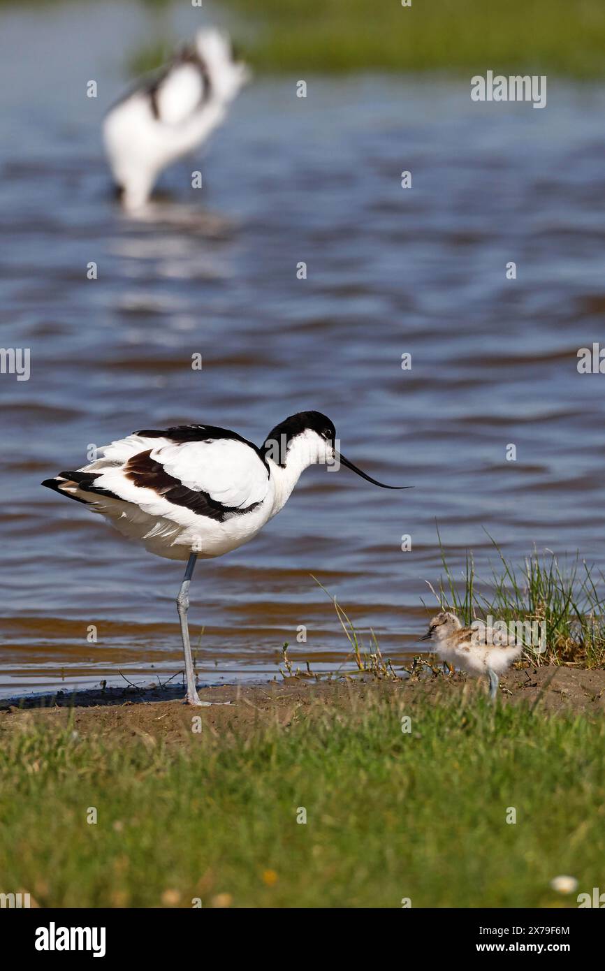 schwarzhügelauner (Recurvirostra avosetta) mit Küken, Nordseeküste, Dithmarschen, Schleswig-Holstein, Deutschland Stockfoto