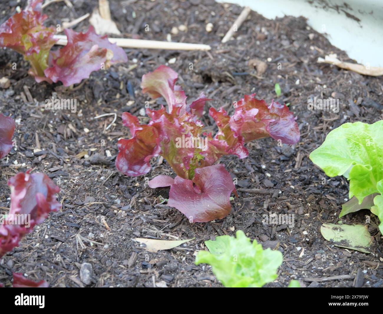 Lockiger junger Salat Pflanzen Lollo rosso mit saftig roten Blättern in einem Beet im Garten Stockfoto