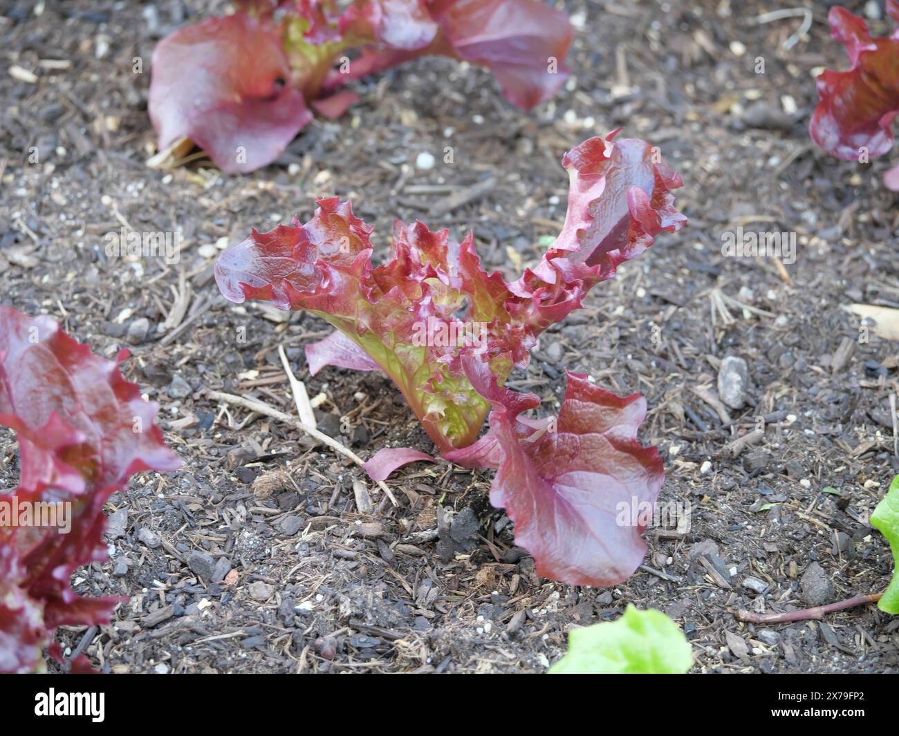 Lockiger junger Salat Pflanzen Lollo rosso mit saftig roten Blättern in einem Beet im Garten Stockfoto
