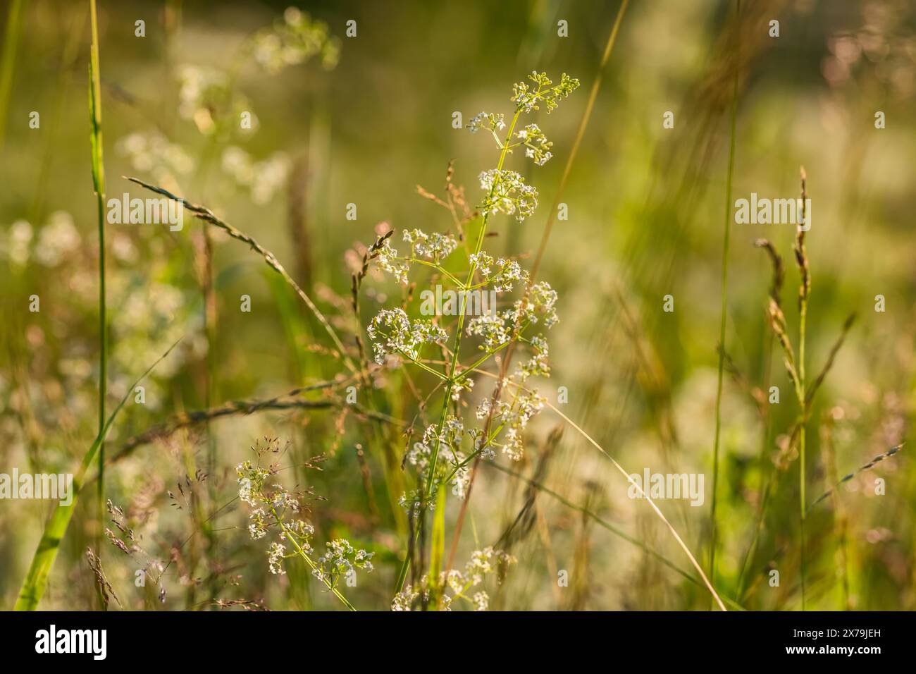 Schöne Almwiese mit bunten Blumen Stockfoto