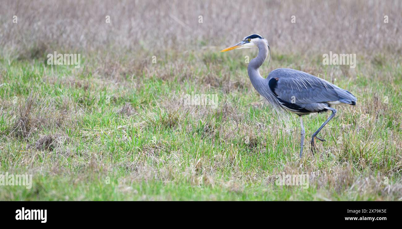 Großer blauer Reiher, der sich in den offenen Raum bewegt, mit einem Fuß im Profil mit orangefarbenem Schnabel Stockfoto