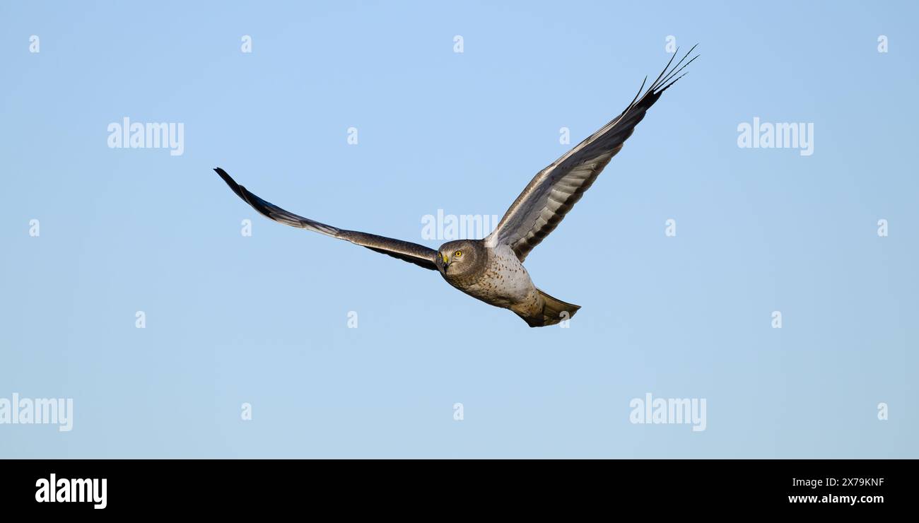 Männlicher nördlicher harrier isoliert im Flug mit ausgestreckten Flügeln und grauer Farbe Stockfoto