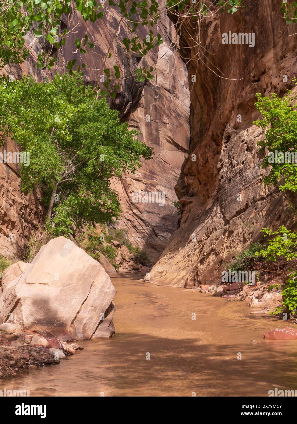 Hackberry Canyon, Grand Staircase-Escalante National Monument, Utah. Stockfoto