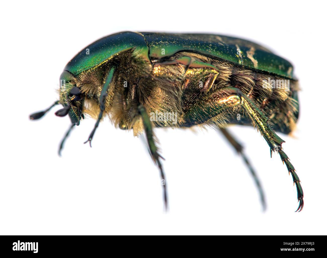 Grüner Rosen-Chafer, lateinisch Cetonia aurata, isoliert auf weißem Hintergrund Stockfoto