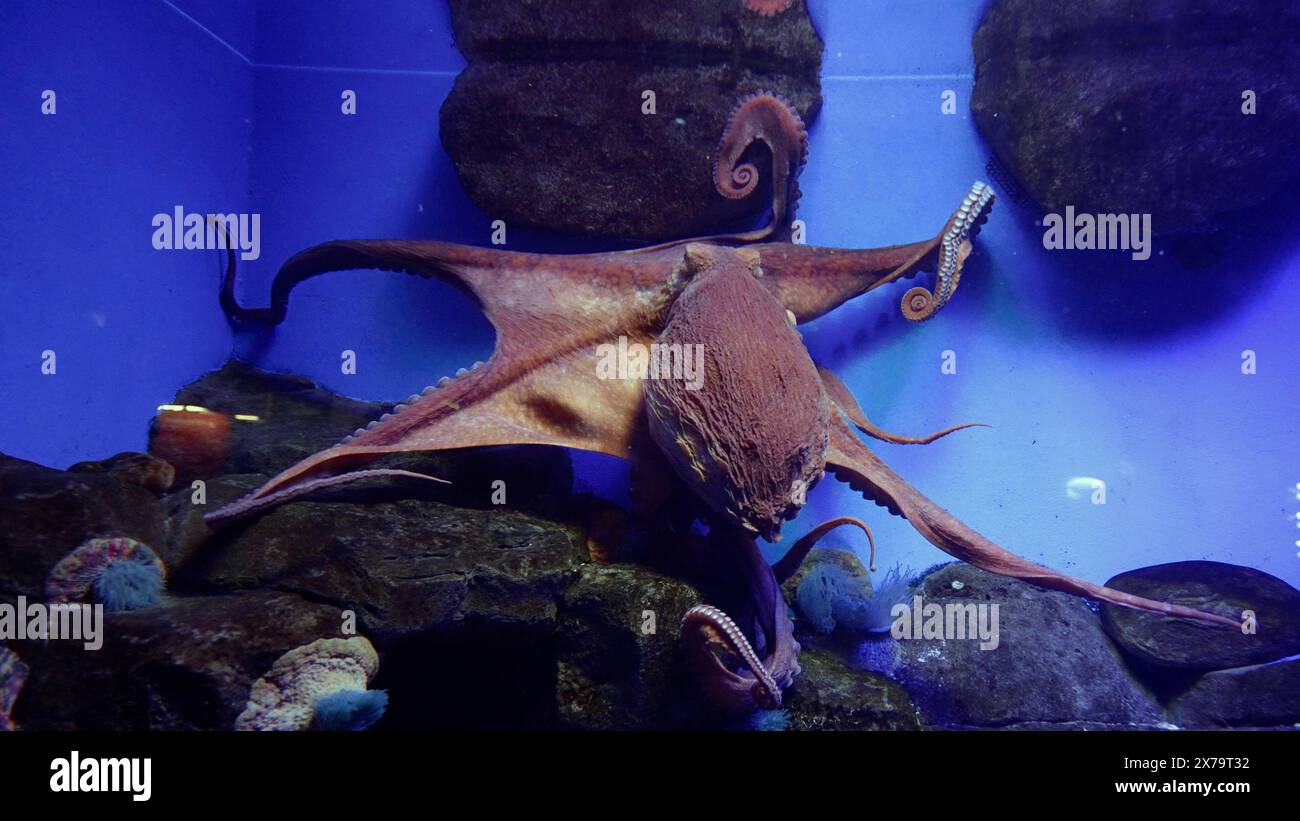 Großer Tintenfisch in einem Aquarium. Ein riesiger Tintenfisch breitet seine Tentakel in einem Aquarium aus. Stockfoto