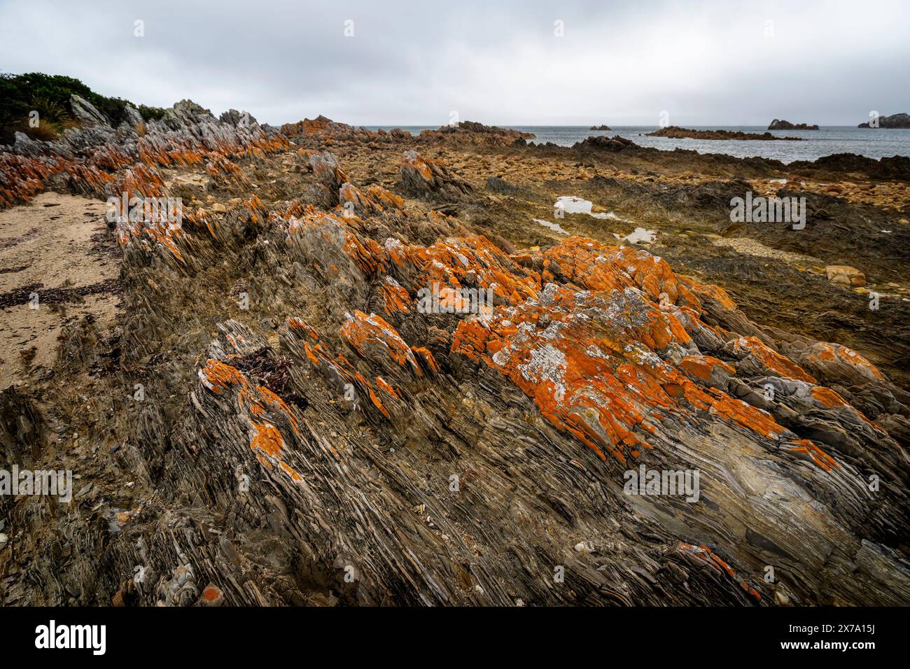 Verwitterte orangene Flechten bedeckte Felsen aus präkambrischen Quarziten, Rocky Cape National Park, Tasmanien Stockfoto