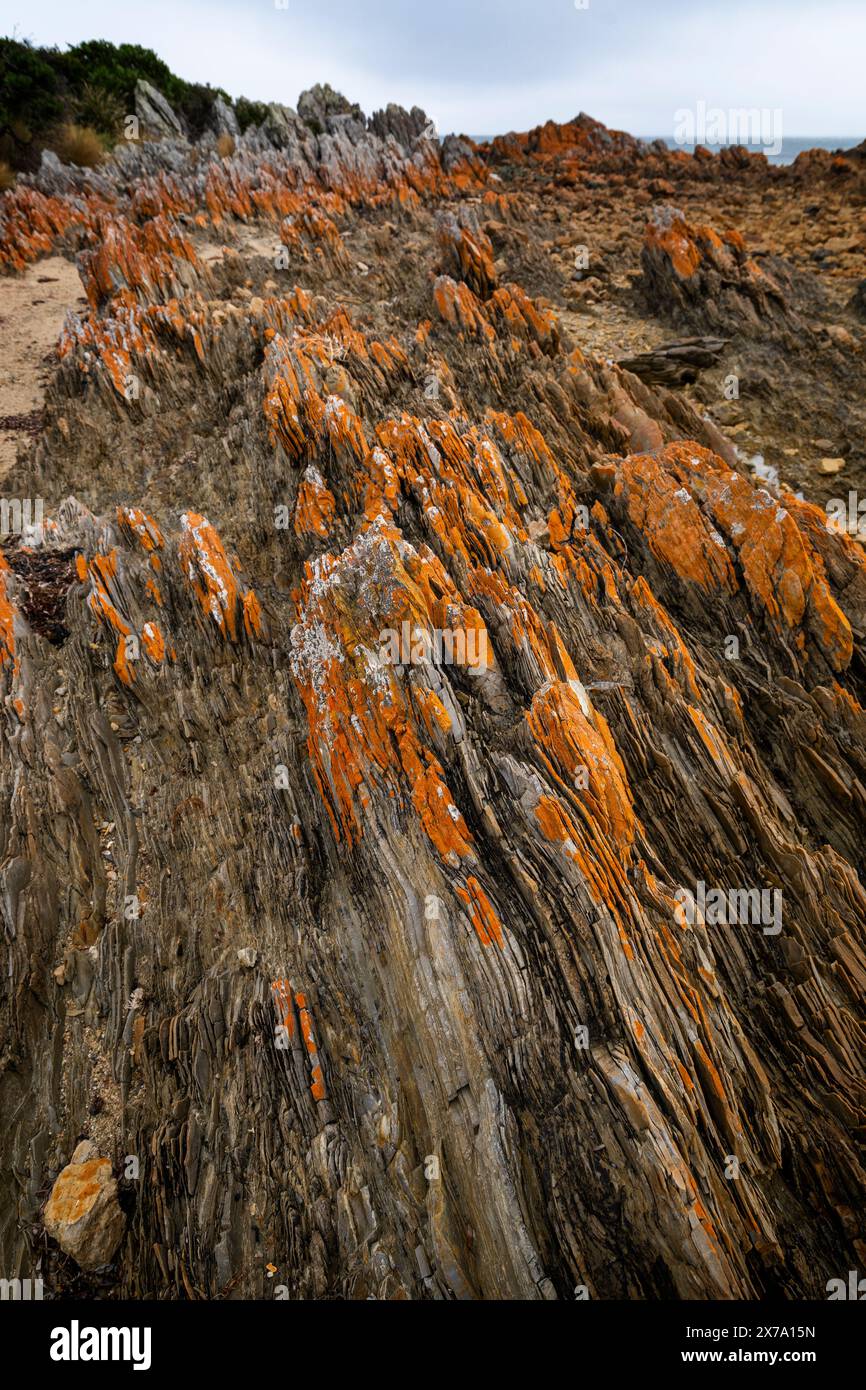 Verwitterte orangene Flechten bedeckte Felsen aus präkambrischen Quarziten, Rocky Cape National Park, Tasmanien Stockfoto