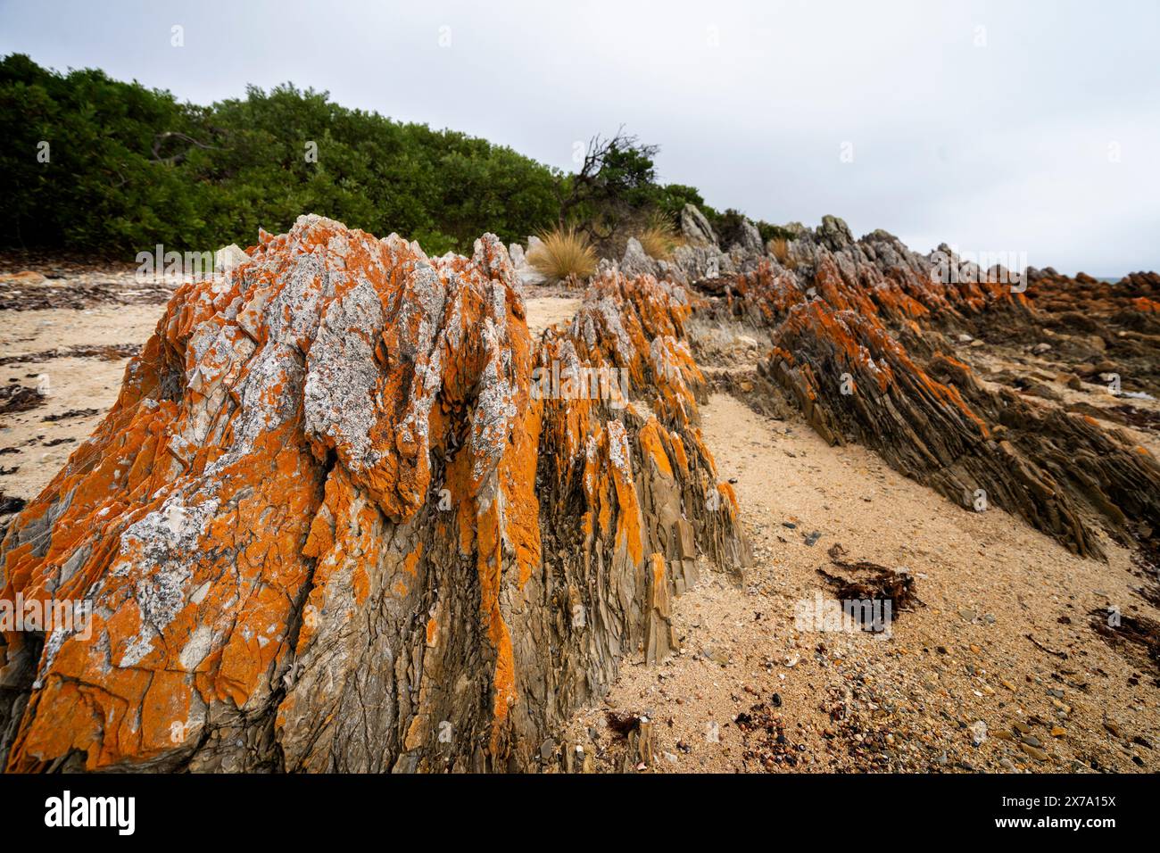 Verwitterte orangene Flechten bedeckte Felsen aus präkambrischen Quarziten, Rocky Cape National Park, Tasmanien Stockfoto