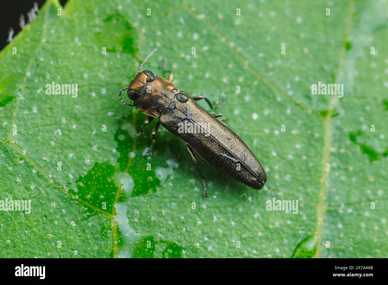 Buprestid Käfer (Agrilus sp.) Stockfoto
