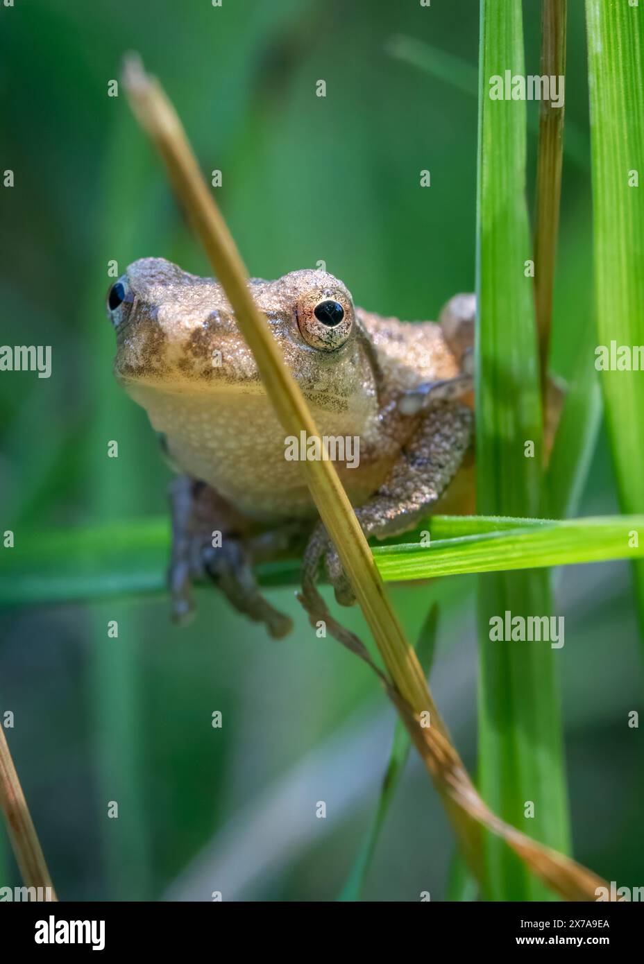 Ein kleiner Federgürtel, ein kleiner Frosch, der nicht größer als ein Daumen ist, hält sich mit zarter Präzision an einem Grasblatt fest. Stockfoto