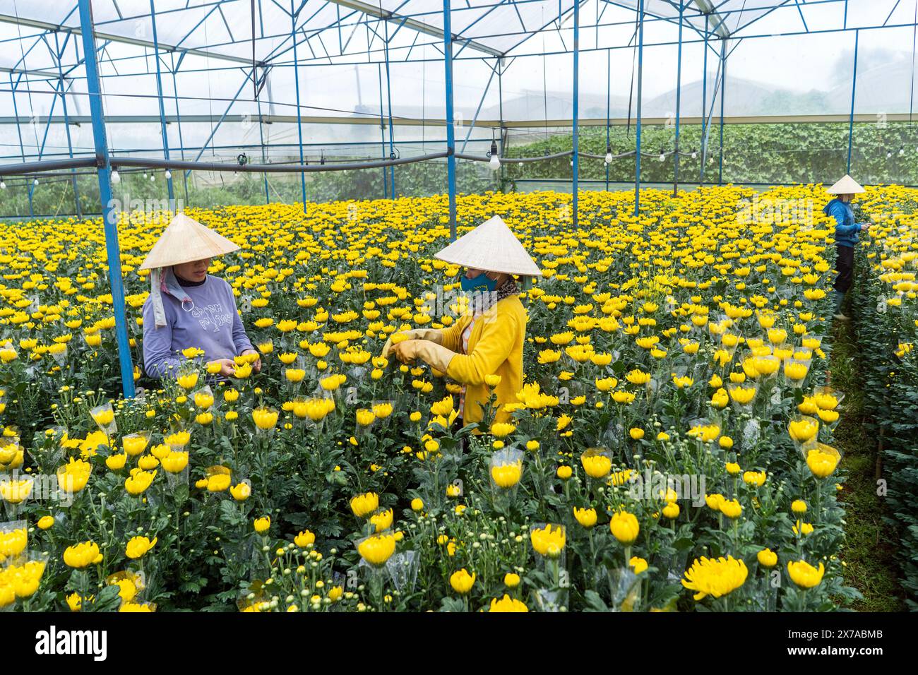 Blumenfarm in Dalat, Zentralvietnam, Stockfoto