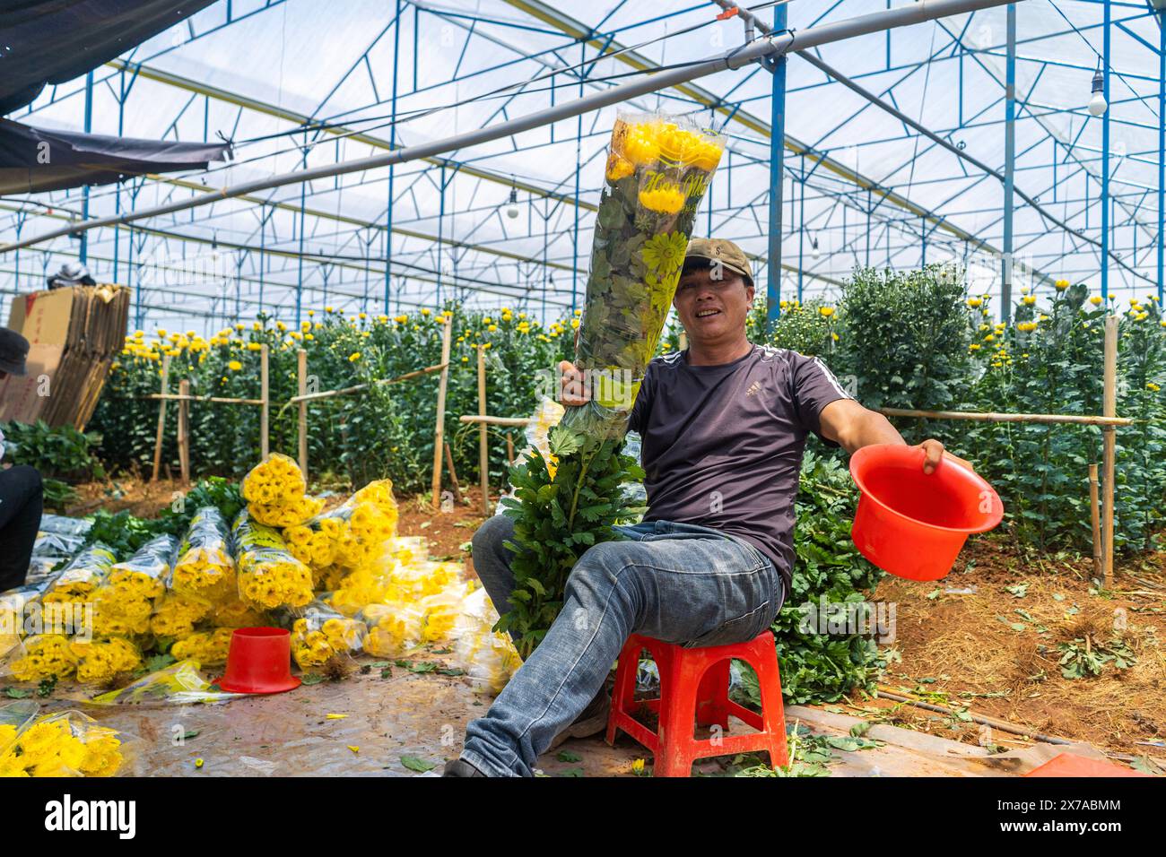 Blumenfarm in Dalat, Zentralvietnam, Stockfoto