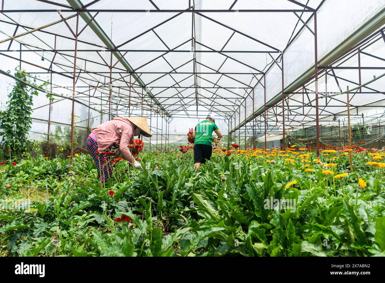 Blumenfarm in Dalat, Zentralvietnam, Stockfoto