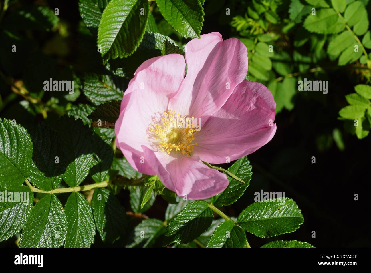 Nahaufnahme blassrosa Blume einer Rosa Rugosa (Rugosa-Rose, Strandrose, japanische Rose, Ramanas-Rose oder Letchberry). Rosaceae, Rosenfamilie. Frühling, Mai. Stockfoto