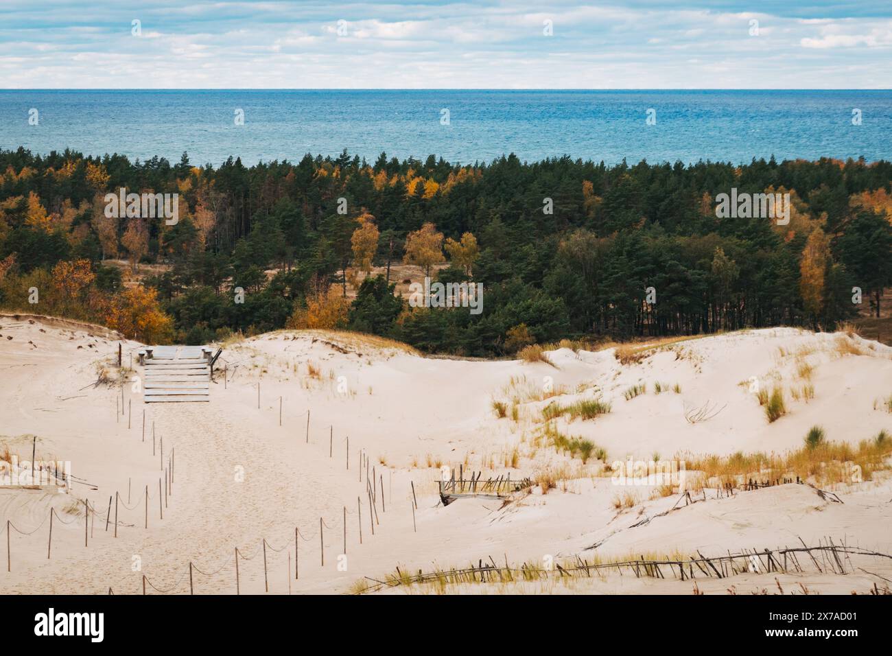 Goldenes und grünes Herbstlaub an der Kurischen Nehrung in Litauen, einem UNESCO-Weltkulturerbe mit Europas höchsten beweglichen Sanddünen. Ostsee im Hintergrund Stockfoto