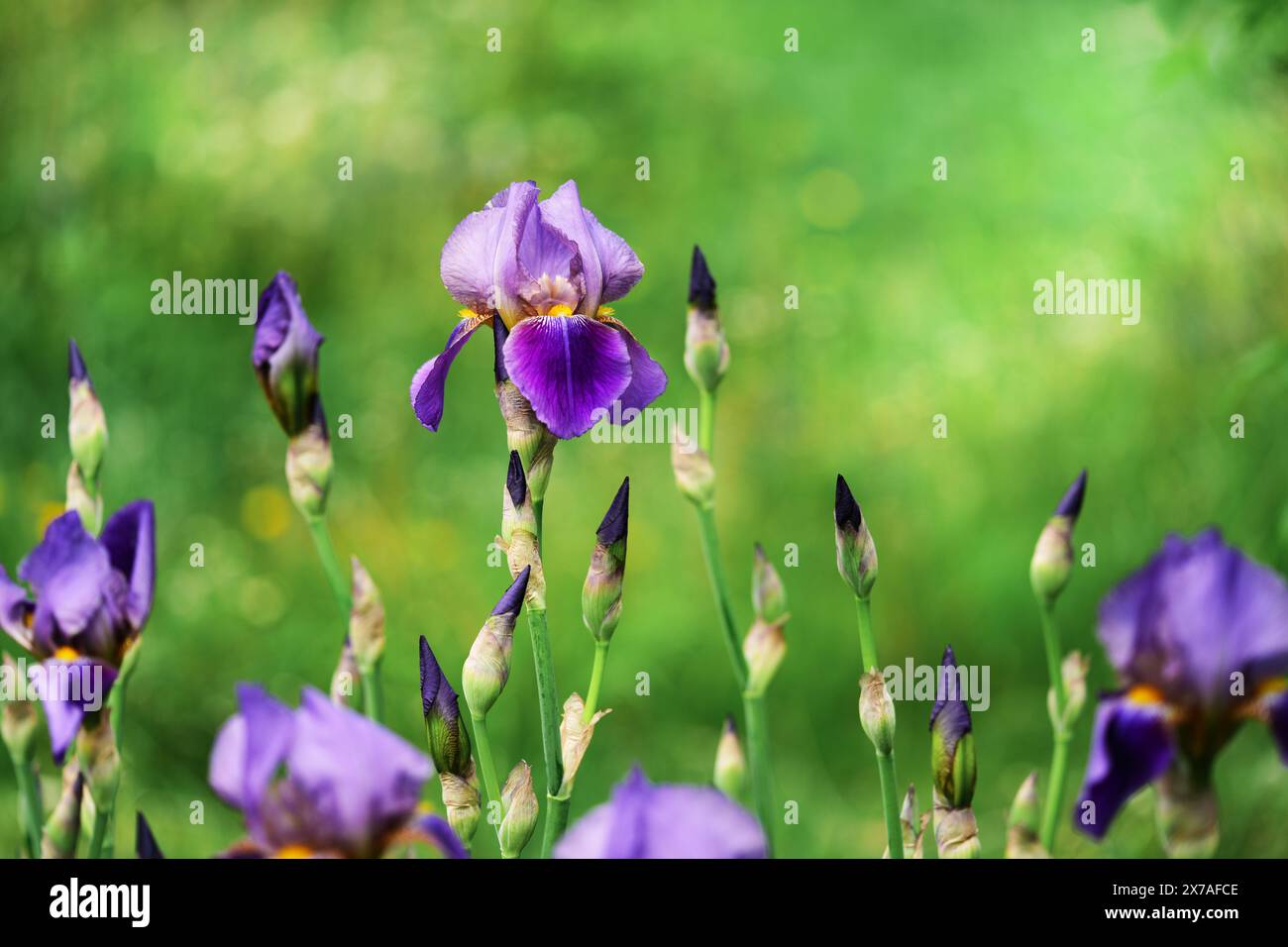 Lila Bärtige Iris „William A. Setchell“ Stockfoto