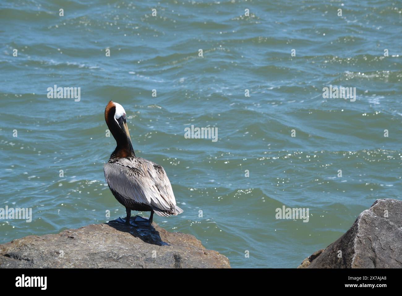Ein brauner Pelikan schaut nach rechts, während er zwischen den Steg-Felsen am Ponce Inlet, Florida, nach Nahrung sucht. Stockfoto