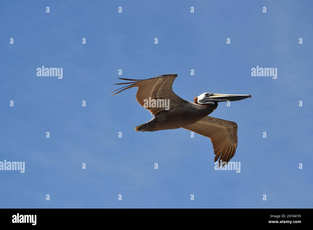 Ein einsamer brauner Pelikan schwingt über dem Meer, nach rechts, mit seinen Flügeln, die vollständig gegen den klaren blauen Himmel gestreckt sind. Stockfoto