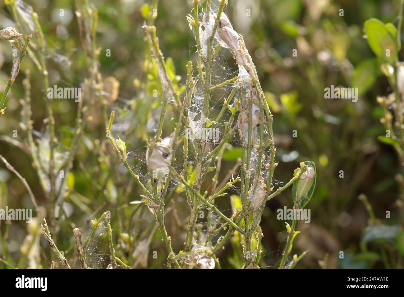 Buchsbaumzünsler, Buchsbaum-Zünsler, Raupe frisst an Buchsbaum, Buchs, Frassbild, Fraßbild, Cydalima perspectalis, Phacellura advenalis, Neoglyphodes Stockfoto