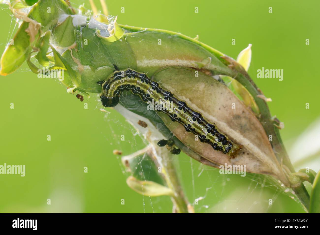 Buchsbaumzünsler, Buchsbaum-Zünsler, Raupe frisst an Buchsbaum, Buchs, Cydalima perspectalis, Phacellura advenalis, Neoglyphodes perspectalis, Box Tre Stockfoto