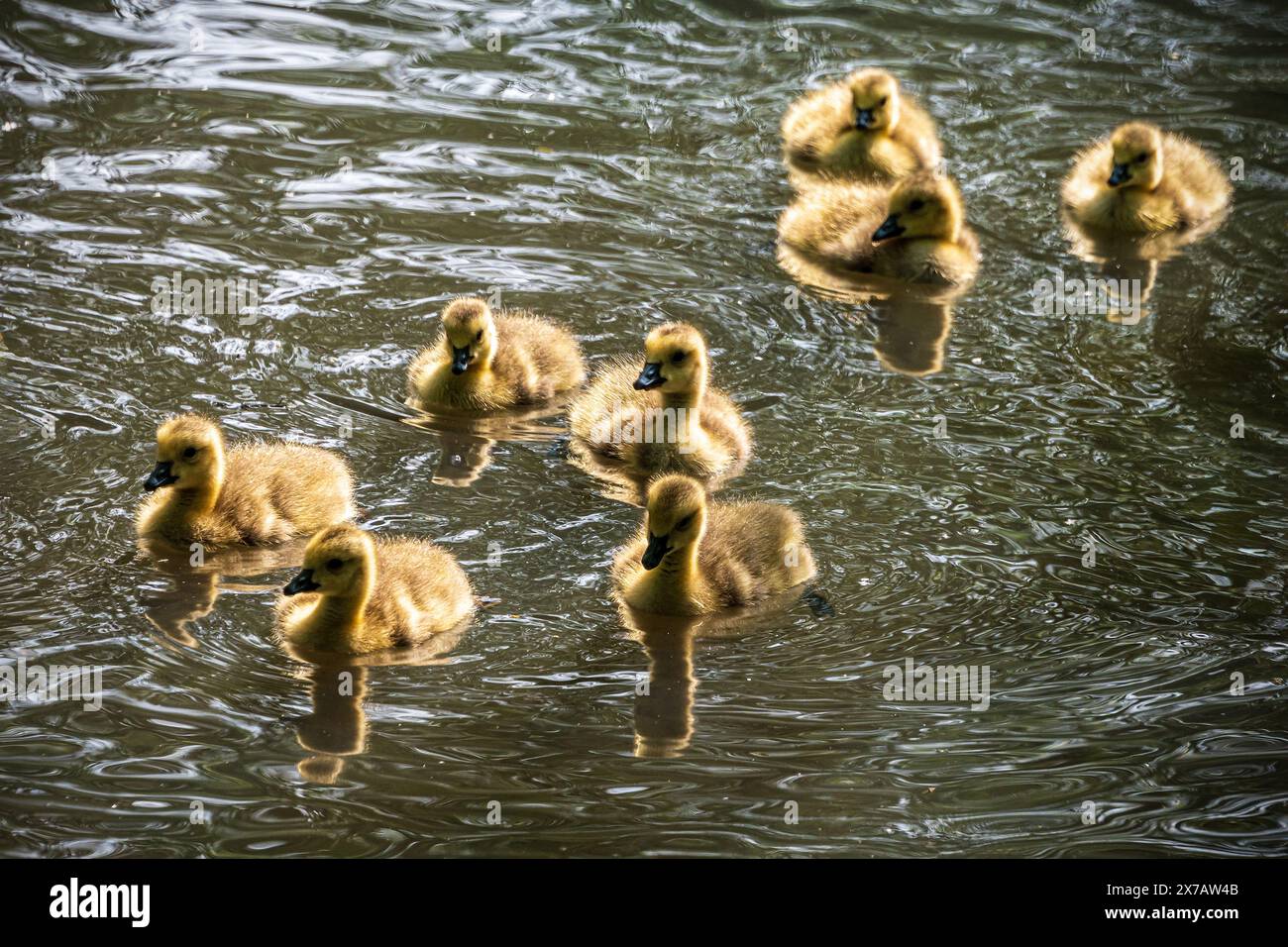 Ein Geklein von Götterchen, die auf einem Teich schwimmen. Stockfoto