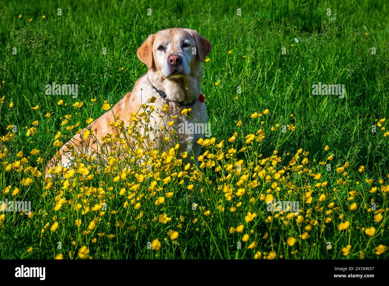 Goldener labrador-Hund, der inmitten eines Fleckens Butterblumen sitzt. Stockfoto