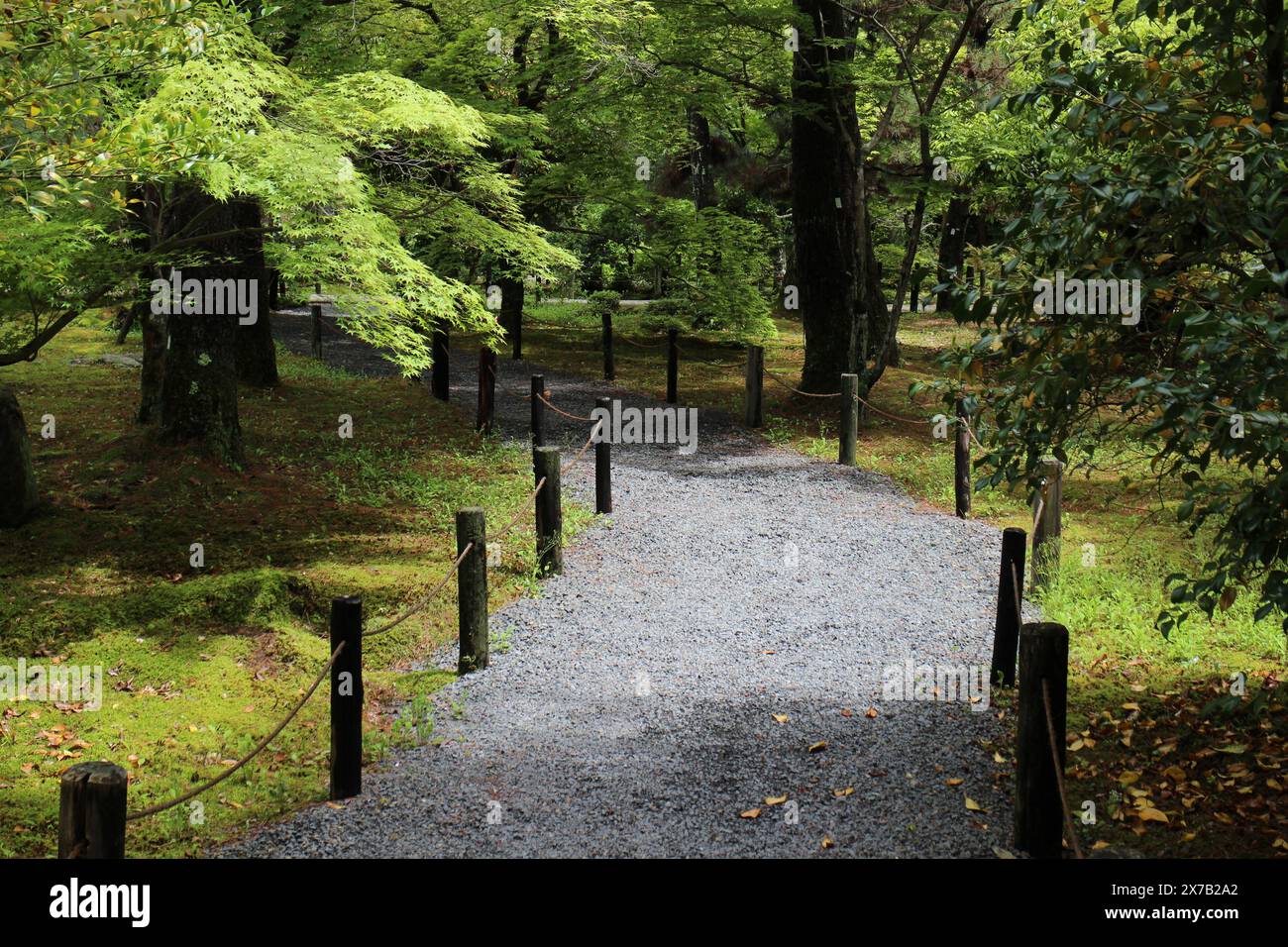 Moosgarten im Seiryoji-Tempel, Kyoto, Japan Stockfoto