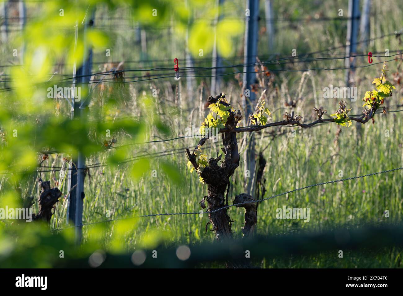 Erstes Grün im Weinberg - Nahaufnahme im Frühjahr Stockfoto