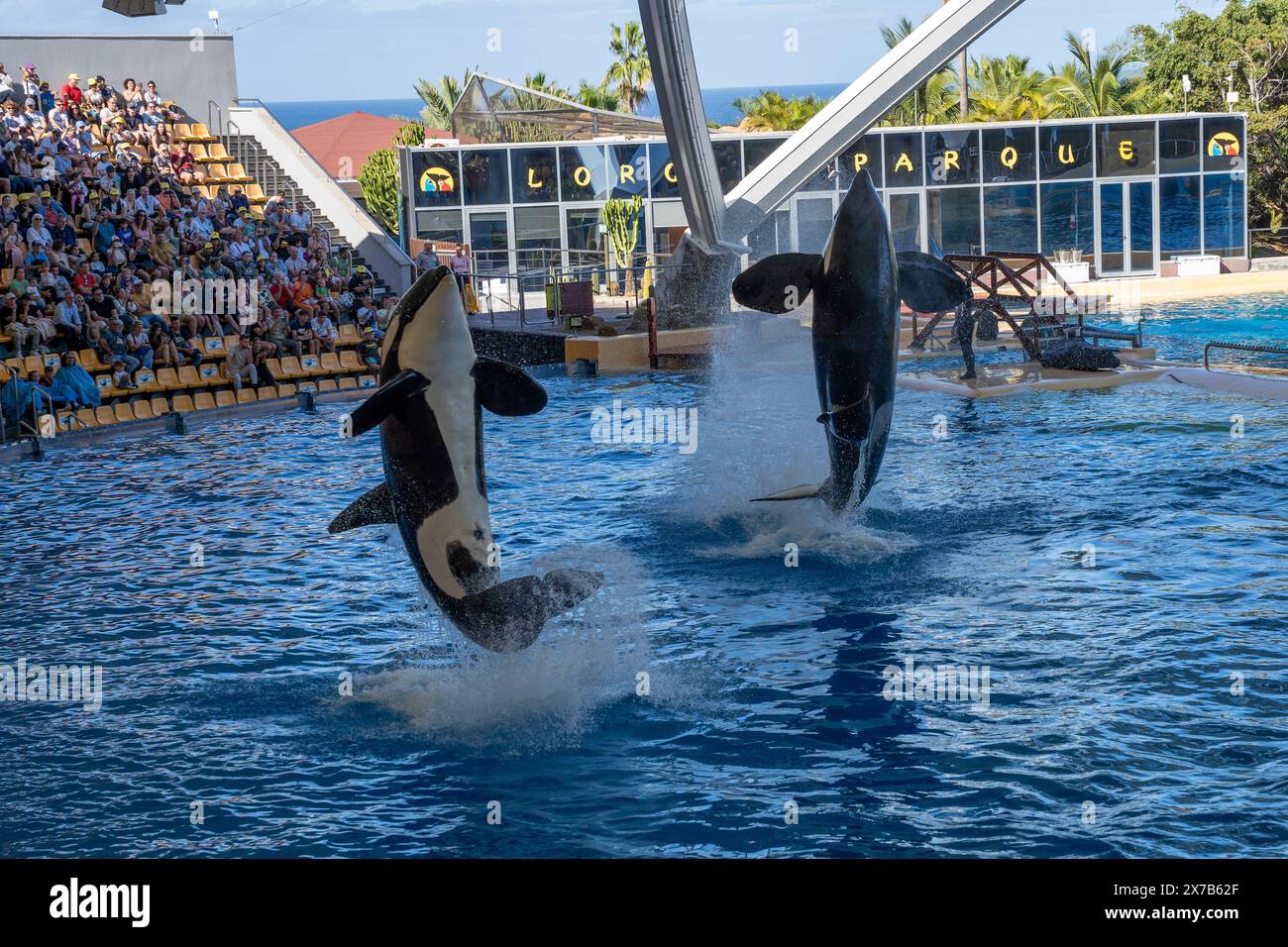 Puerto de la Cruz, Teneriffa, Spanien - 08.12.2023: Zwei Killerwale, Orcas im Jump plätschernden Wasser im Loro Parque. Orcas, die in einer schwimmhalle auftreten Stockfoto