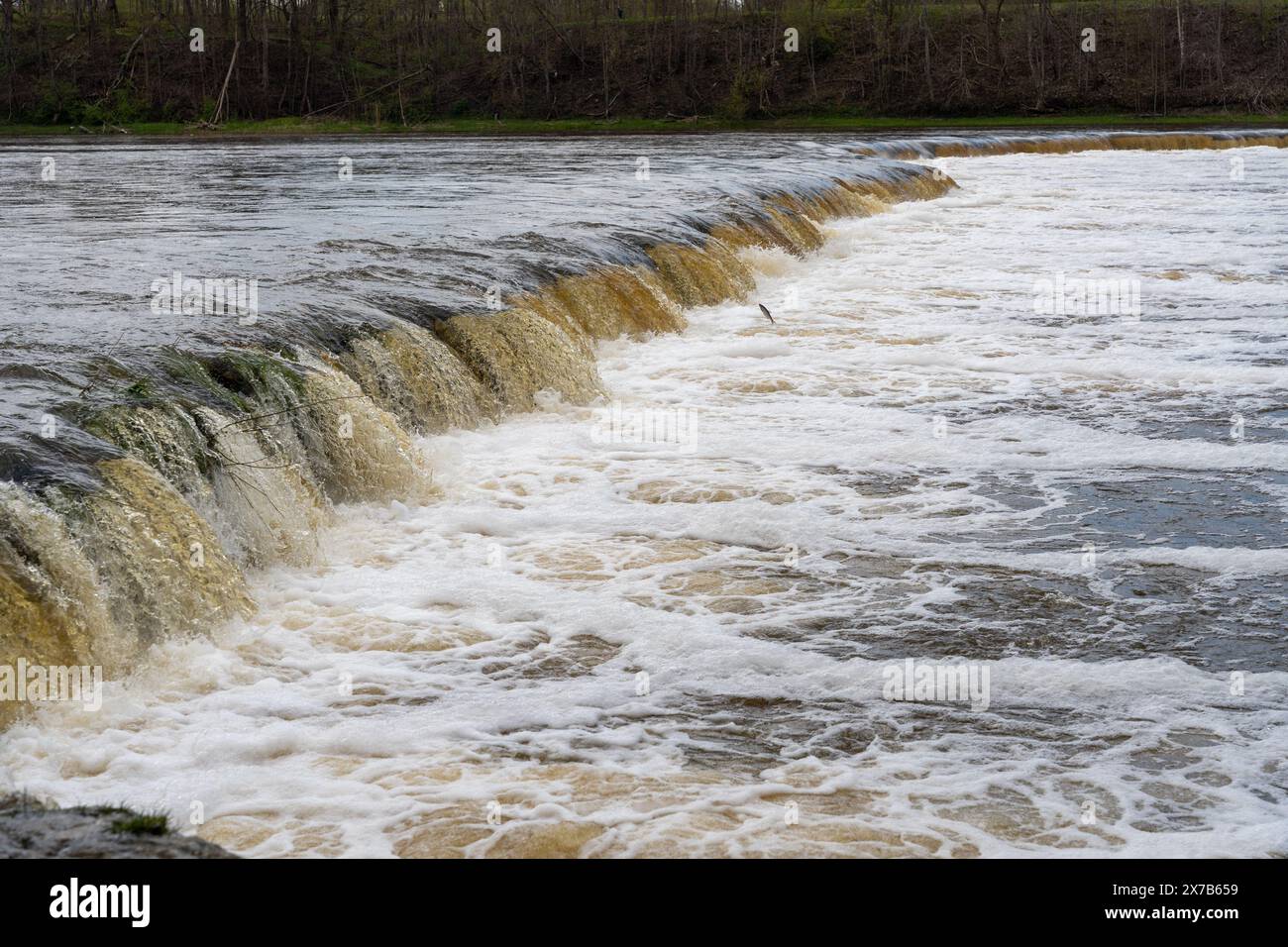 Vimba (Vimba vimba) Fische springen über den Wasserfall der Venta, Kuldiga, Lettland. Stockfoto