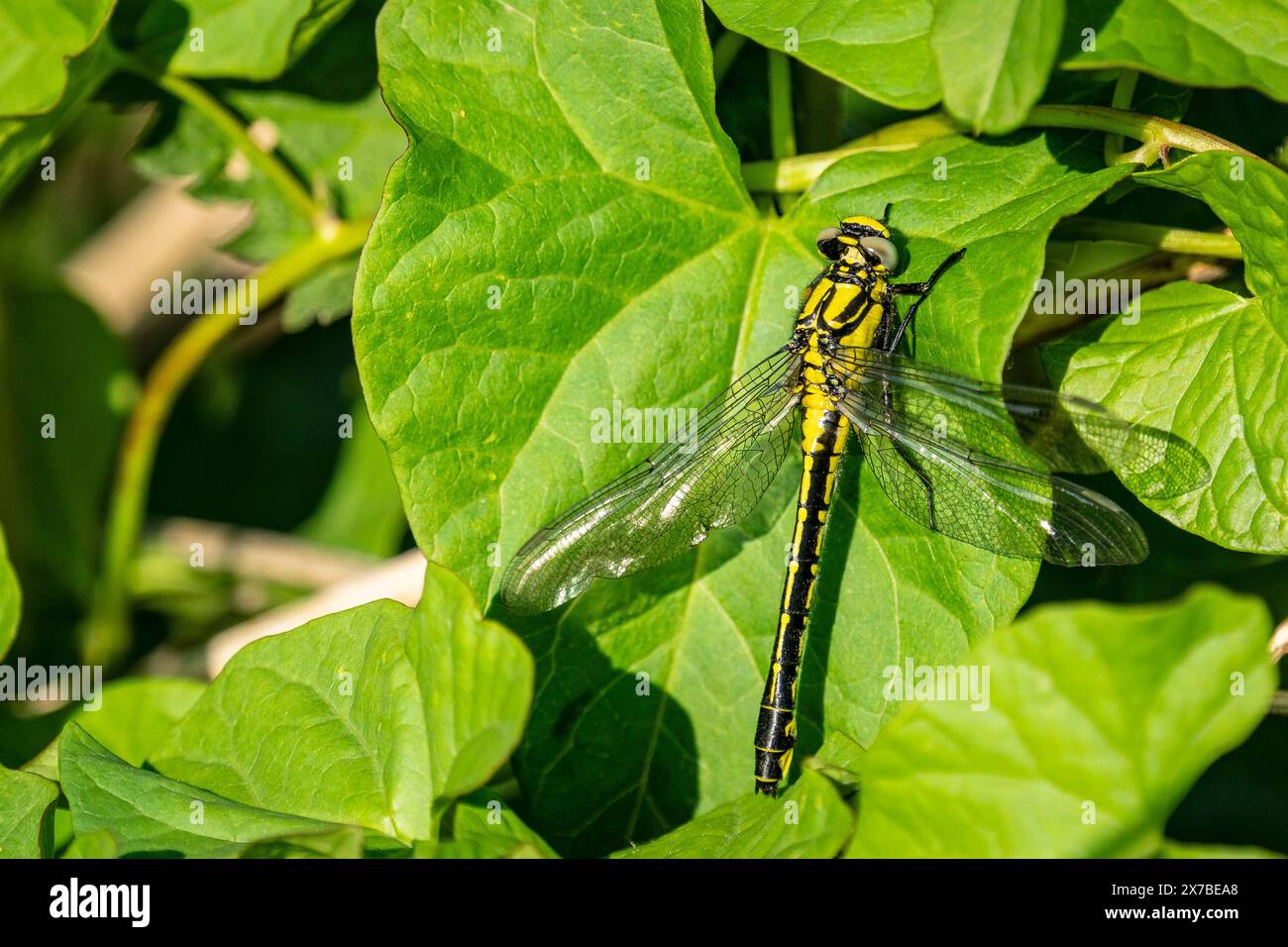 ZwergschwanzLibelle (Gomphus vulgatissimus) Stockfoto