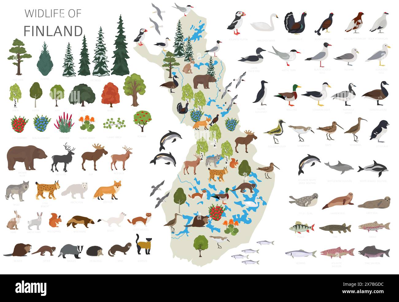 Flaches Design der finnischen Tierwelt. Tiere, Vögel und Pflanzen, die auf weißem Set isoliert sind. Erstellen Sie Ihre eigene Sammlung von Geografiken Stock Vektor