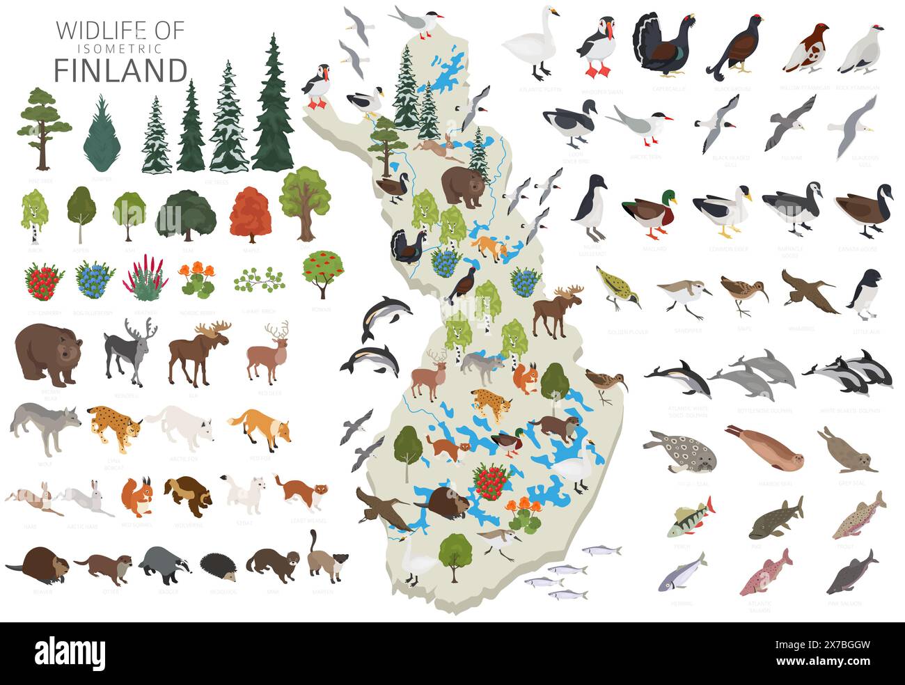 Isomatrisches 3D-Design der finnischen Tierwelt. Finnische Tiere, Vögel und Pflanzen, die auf weißem Set isoliert sind. Erstellen Sie Ihre eigenen geografischen Informationen Stock Vektor