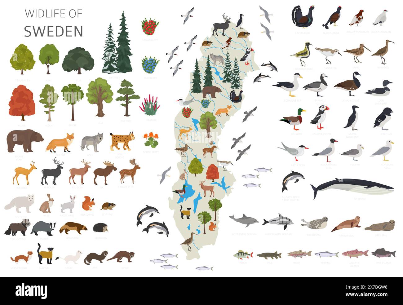 Schwedens Geographie der Tierwelt. Tiere, Vögel und Pflanzen, die auf weißem Set isoliert sind. Schwedische Natur-Infografik. Vektorabbildung Stock Vektor