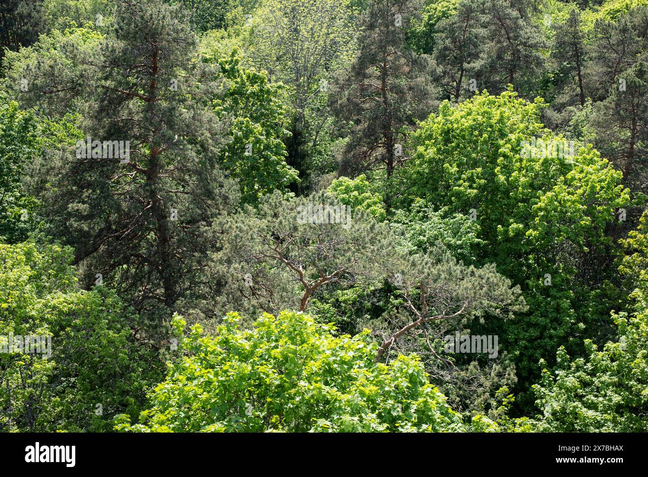 Frühling Baumkronen, Waldvielfalt im Gauja Nationalpark, Lettland Stockfoto