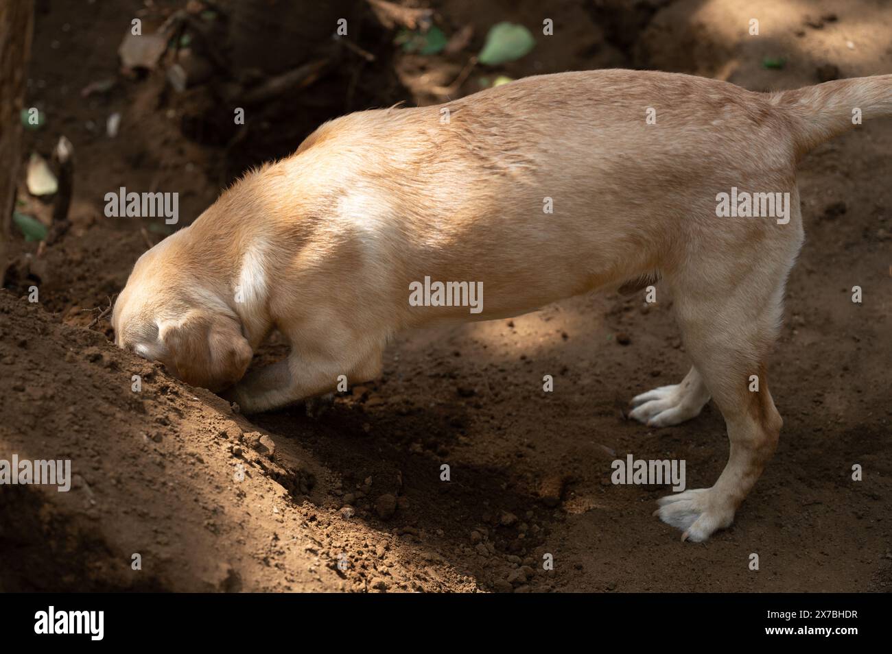 Der neugierige labrador gräbt ein Loch in den Boden im Garten zu Hause Stockfoto