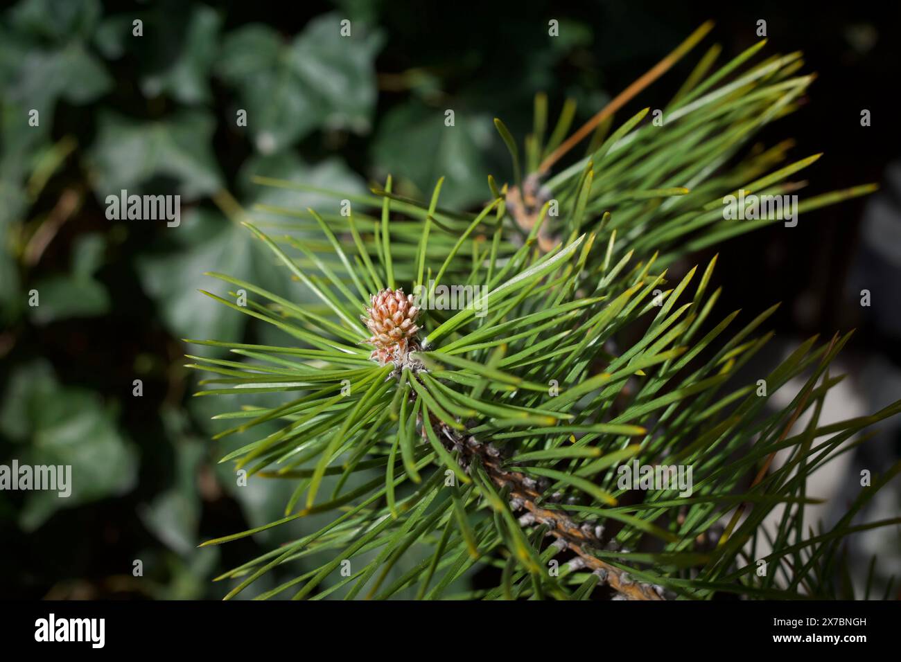 Pinus mugo Turra mit jungen Kegeln Stockfoto