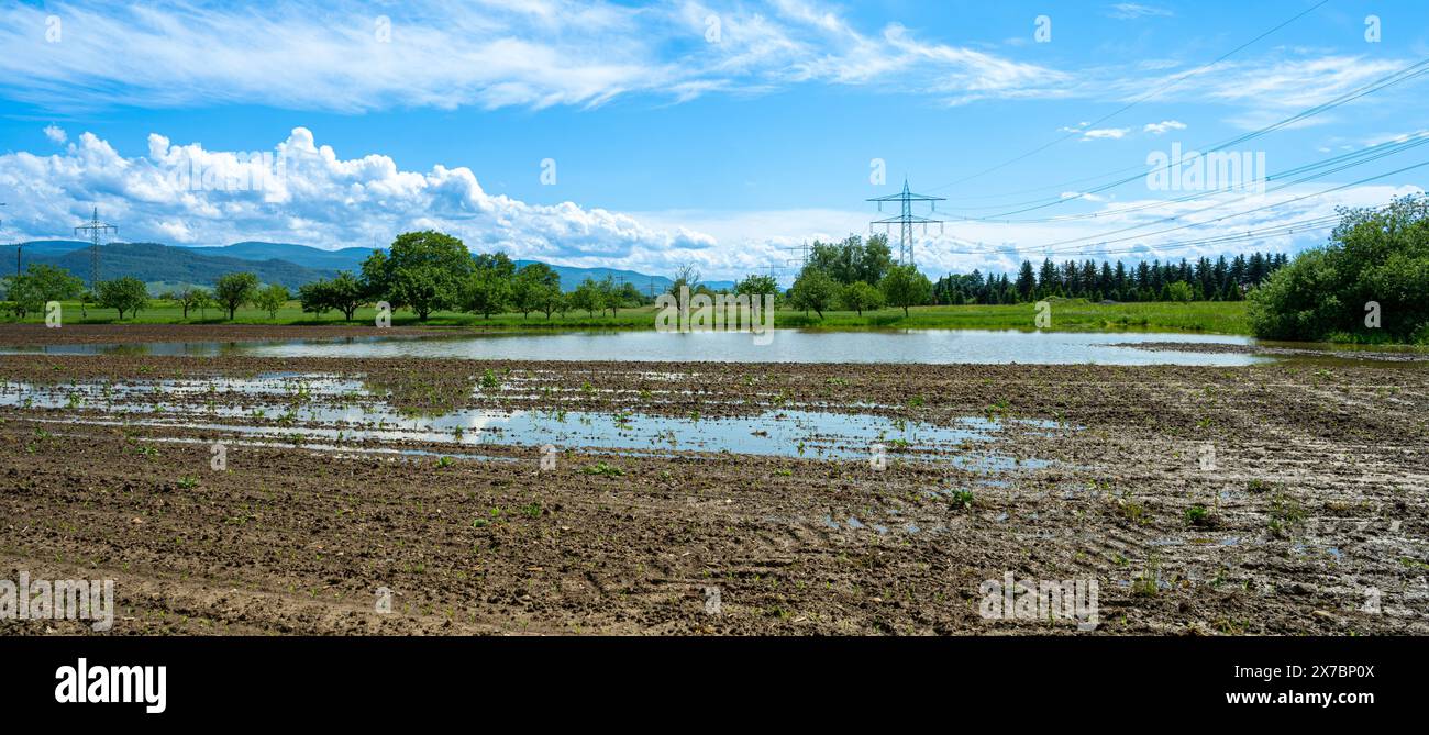 Überflutetes Maisfeld bei Rastatt in Baden Württemberg, Deutschland, Europa Stockfoto