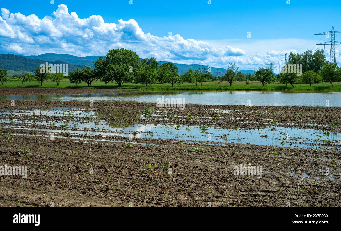 Überflutetes Maisfeld bei Rastatt in Baden Württemberg, Deutschland, Europa Stockfoto